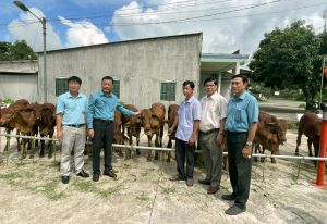 Trao tặng bò giống cho hộ nghèo của công ty TNHH LD Antraco và Công ty TNHH MTV Quách Nguyên Thông