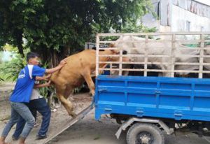 Công ty TNHH Liên doanh Antraco trao 20 con bò cho bà con Khmer
